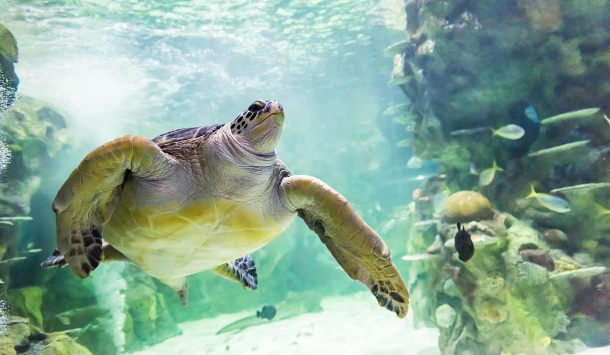 Relaxing and Educational